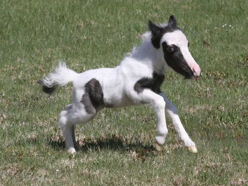 Лошадка пибоди. Пибоди лошадка. Маленькие лошадки. Самая маленькая лошадь. Самые маленькие лошади в мире.