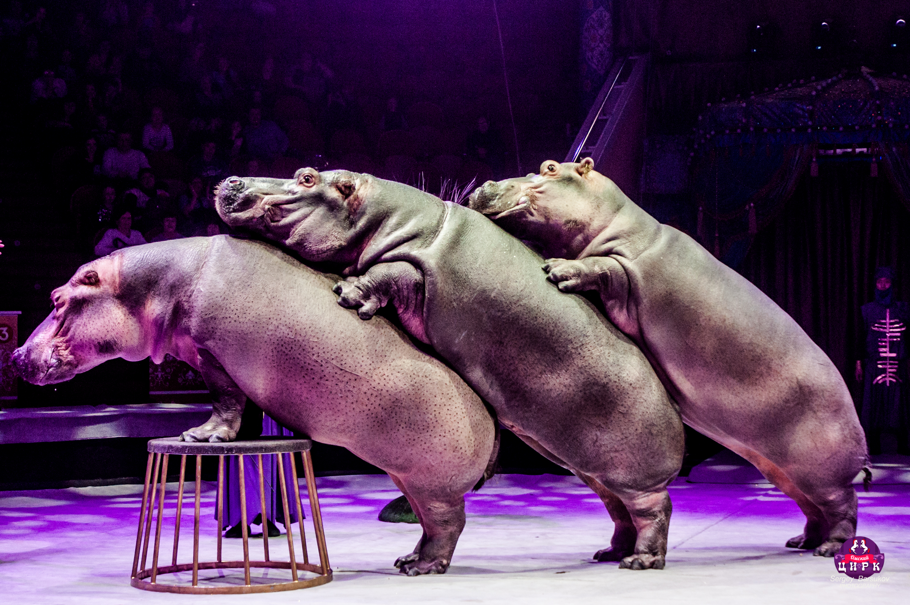 Шоу бегемотов. Шоу бегемотов цирк. Пермский государственный цирк, пермь. Шоу бегемотов цирк. Шоу бегемотов.